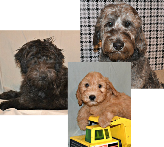 Hero-Puppy-Collage