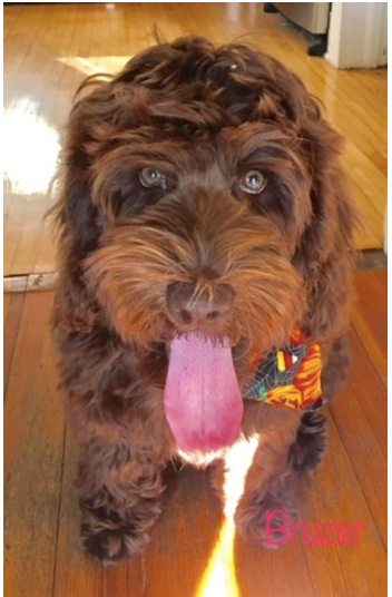 Bruzer the Cobberdog
