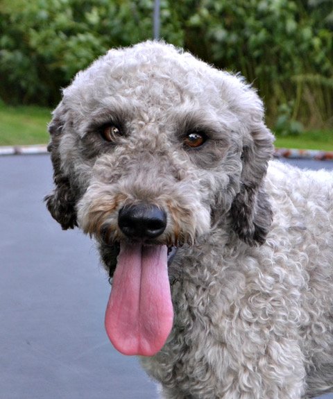 Magic the Cobberdog