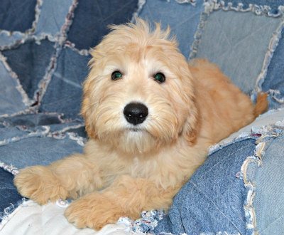 Zeke the Cobberdog